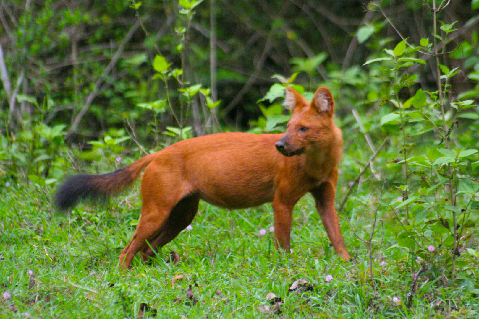 Dhole (Wild Dog)