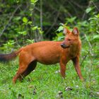 Dhole (Wild Dog)