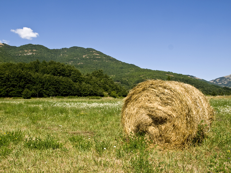 Di erba, paglia e altre amenità