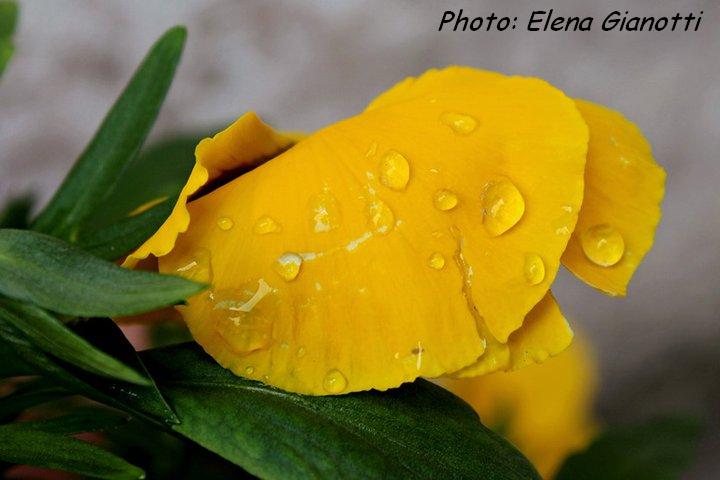 Di giallo vestita