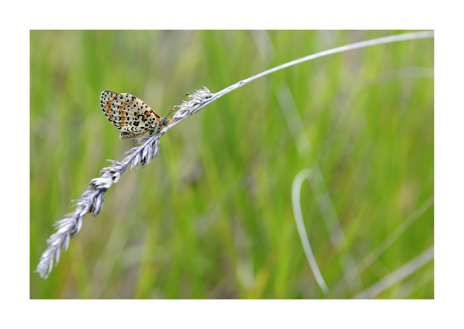 Di natura in natura