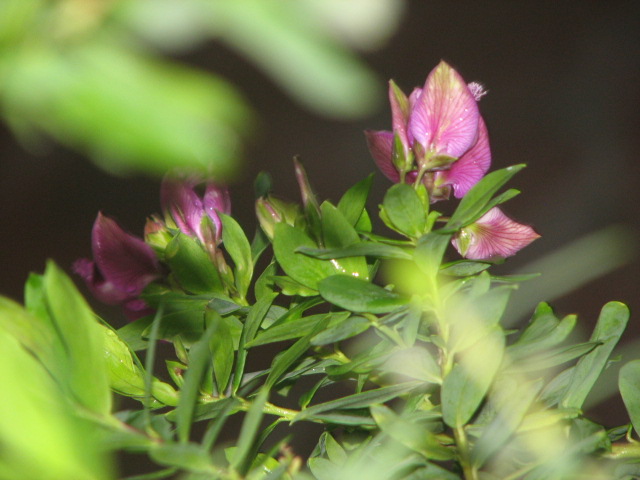 Di nuovo il fiore.