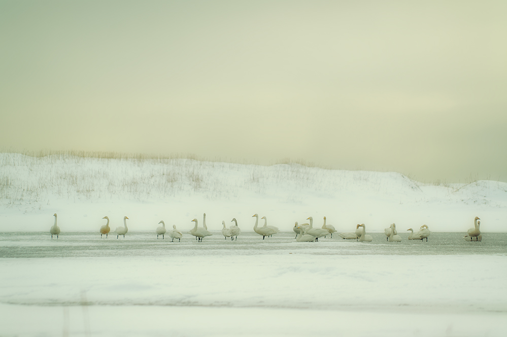 ...Di pennuti non è mai morto nessuno...o forse sì...