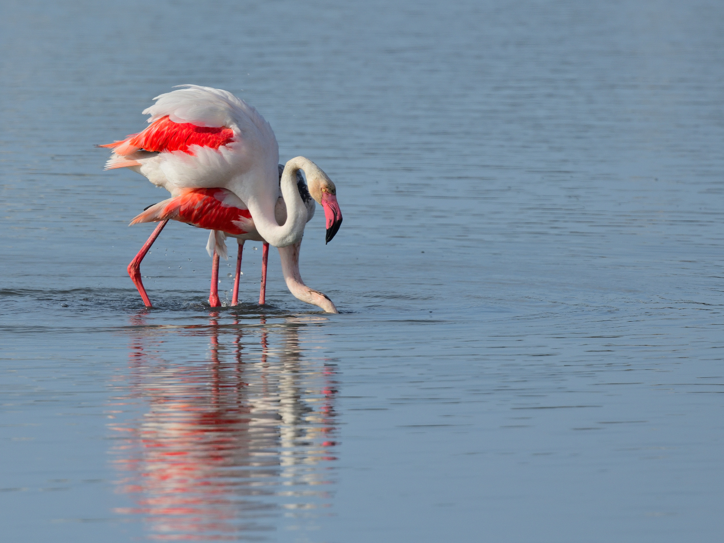 Di Spiegeltag 15_Flamingo Yoga