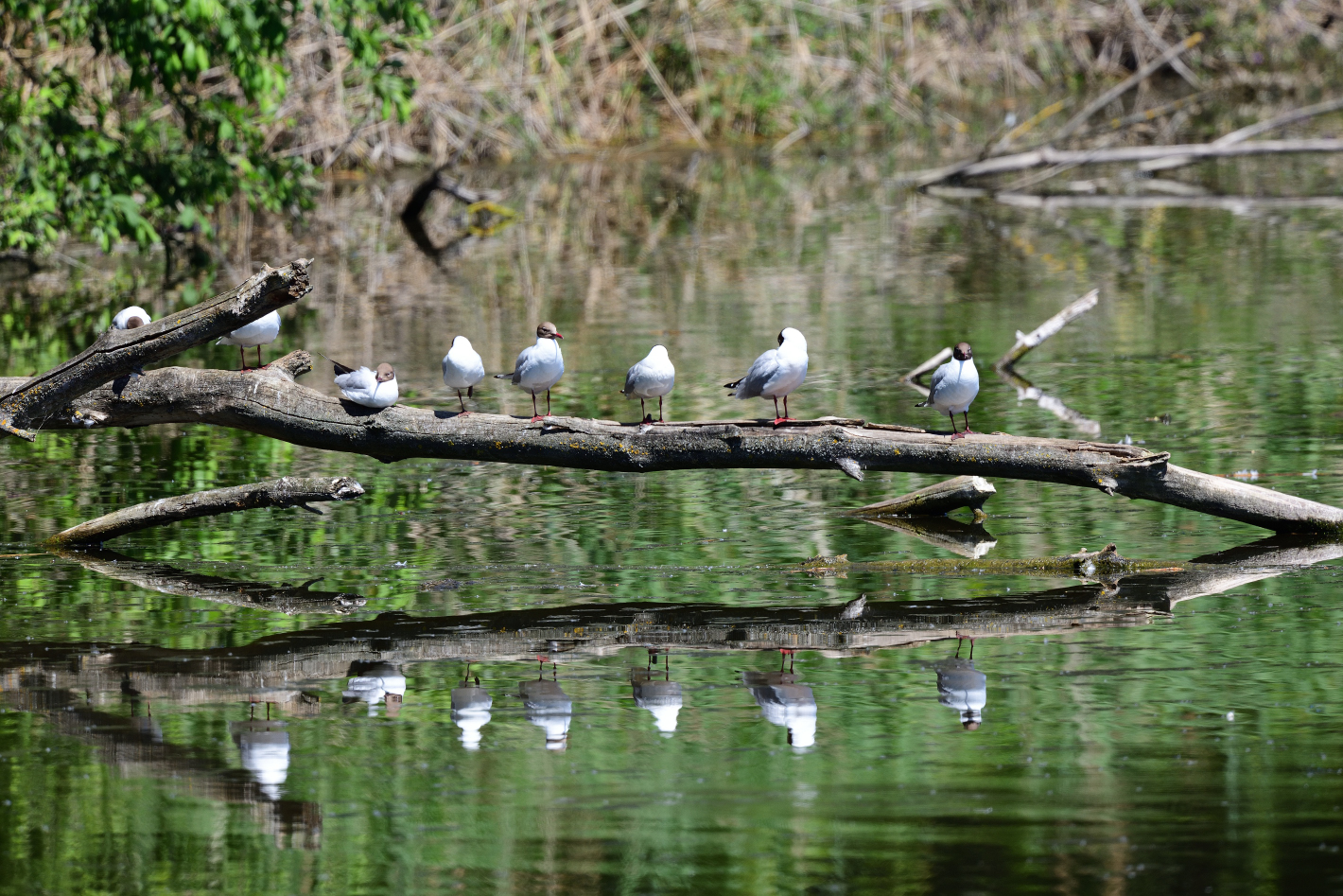 DI Spiegeltag, mirrorday, dia del espejo