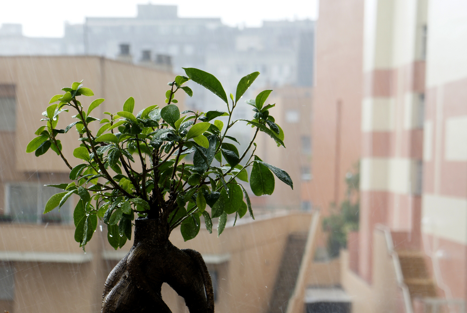 Día de lluvia