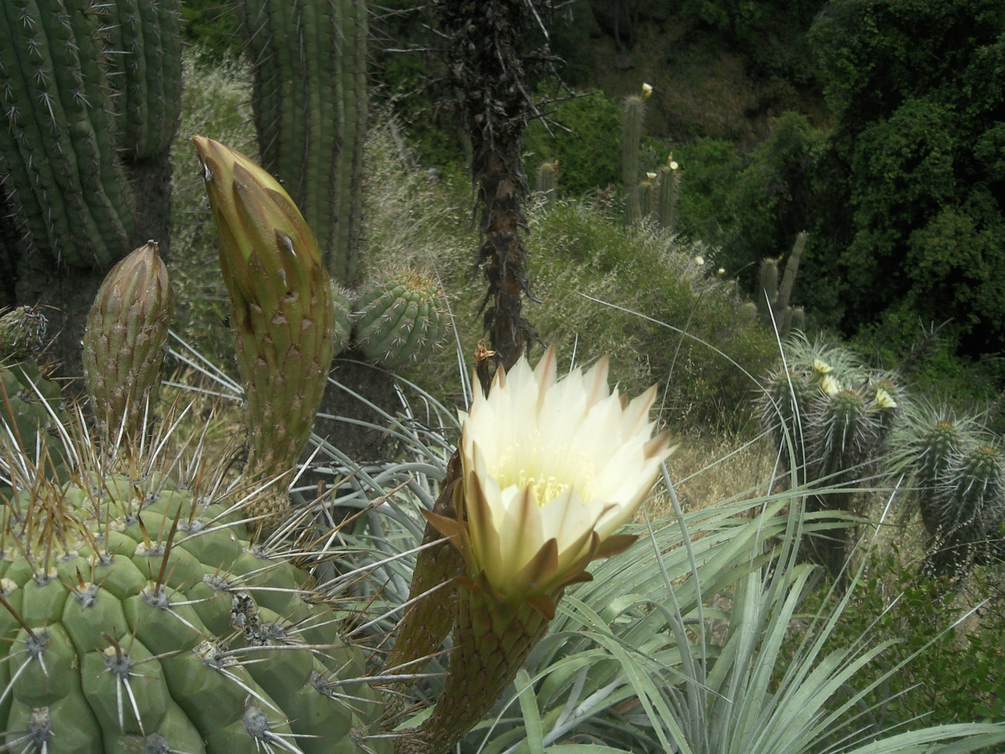 dia de suerte lleno de flores de cactus