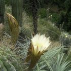 dia de suerte lleno de flores de cactus