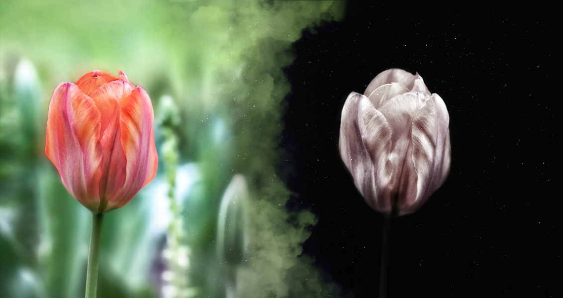 día y noche de un tulipán