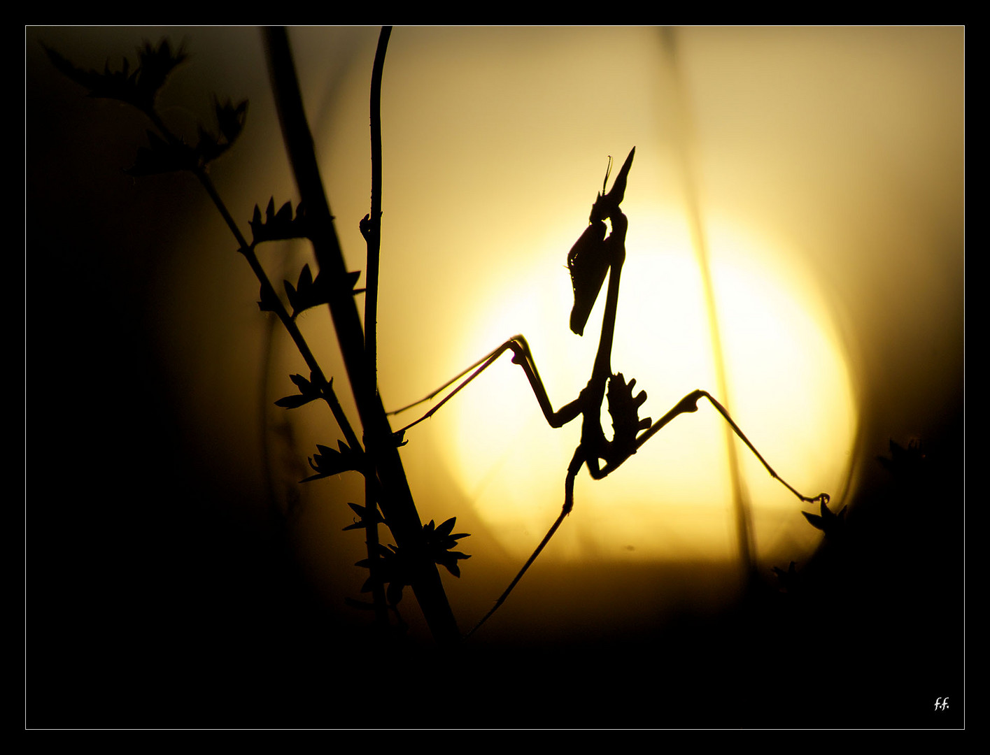 Diablotin au coucher du soleil