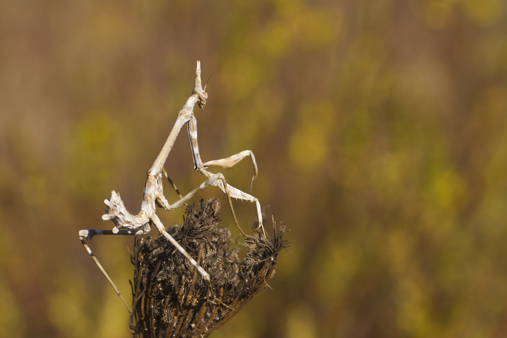 Diablotin de Provence en automne