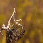 Diablotin de Provence en automne