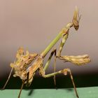 Diablotin: Empusa Pennata. Mante religieuse dans le jardin