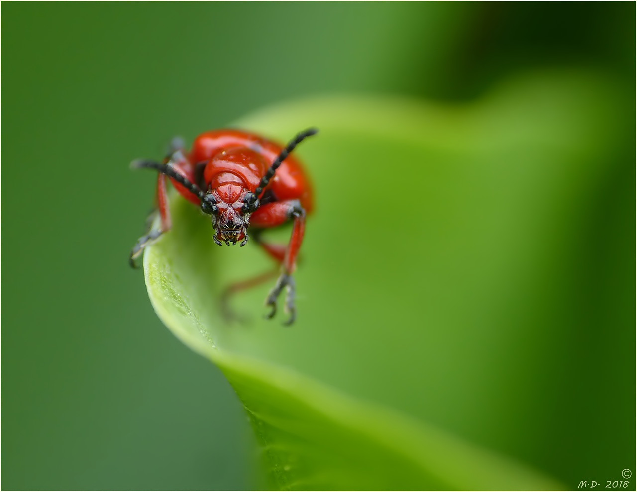 Diabolisch Foto & Bild natur, insekten, tiere Bilder auf