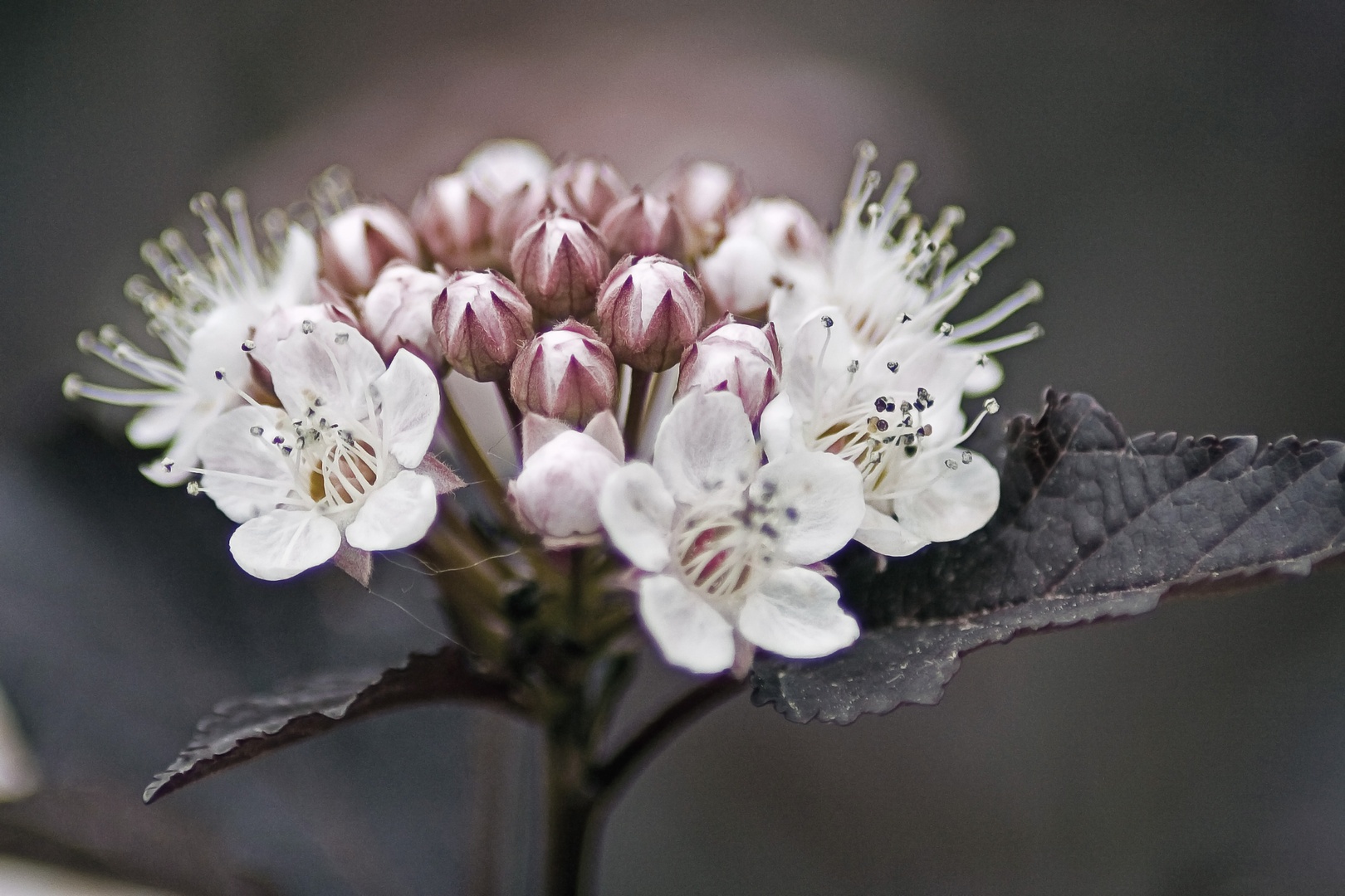 Diabolo-Blüte