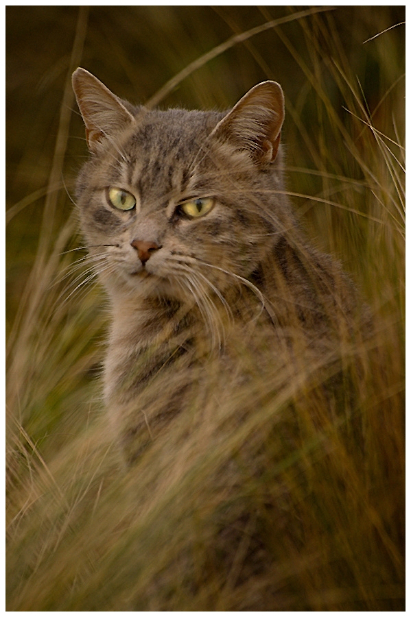 Diabolo dans les herbes .............