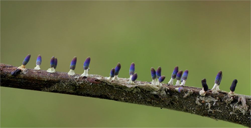 (DIACHEA LEUCOPODA)-Buckingham-Schleimpilz 1