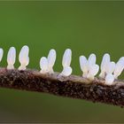 (DIACHEA LEUCOPODA)-Buckingham-Schleimpilz