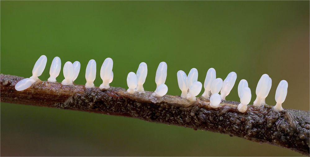 (DIACHEA LEUCOPODA)-Buckingham-Schleimpilz