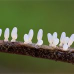 (DIACHEA LEUCOPODA)-Buckingham-Schleimpilz