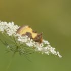 Diachrysia chrysitis,