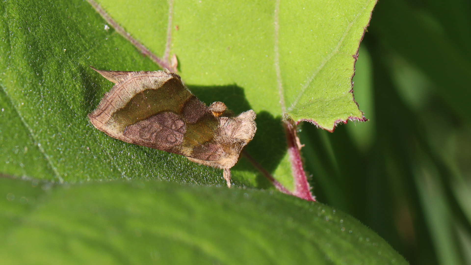 Diachrysia chrysitis