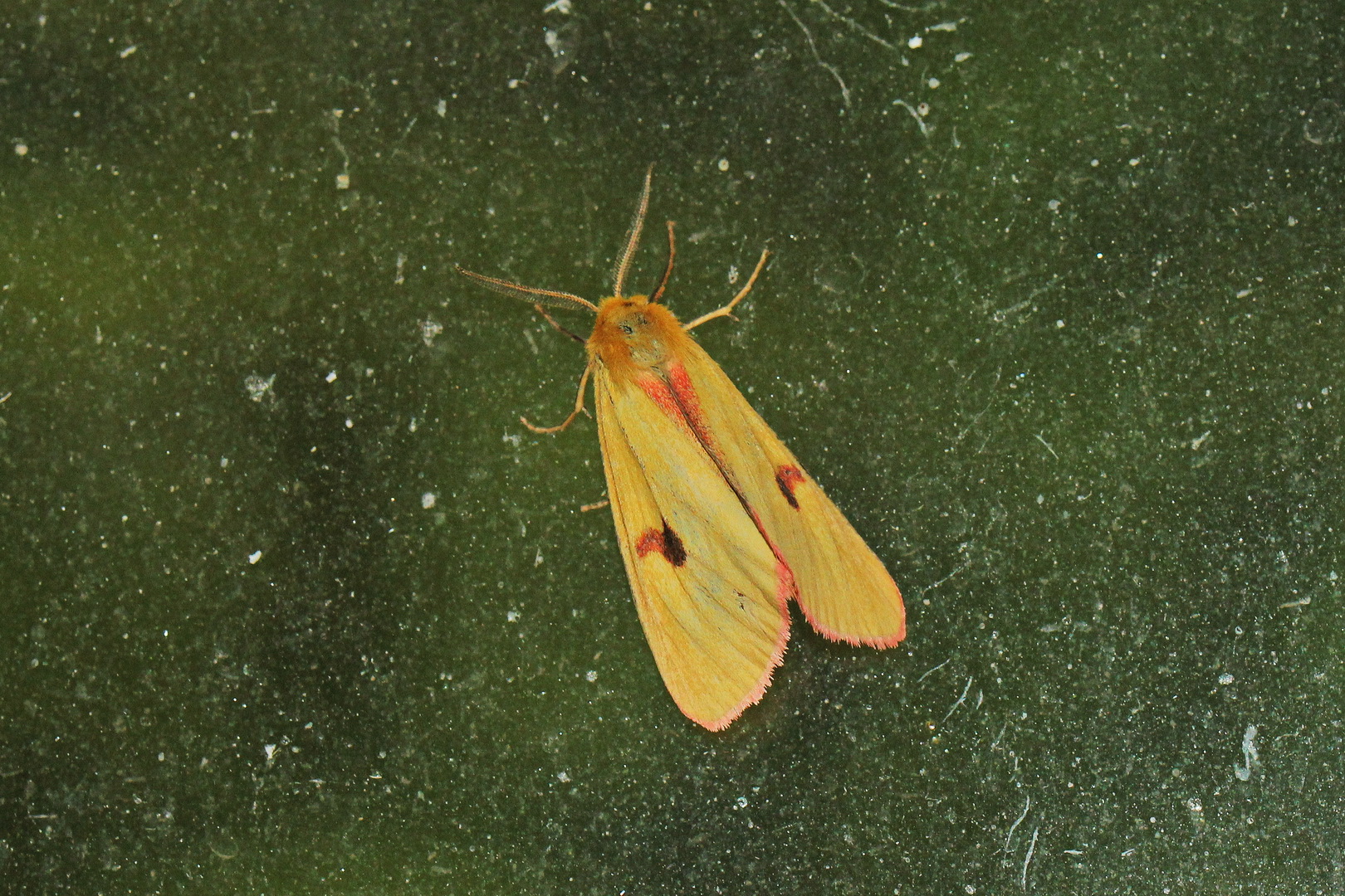 Diacrisia sannio