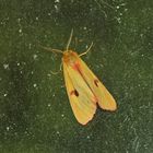 Diacrisia sannio