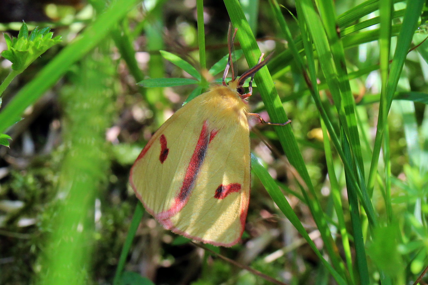 Diacrisia sannio