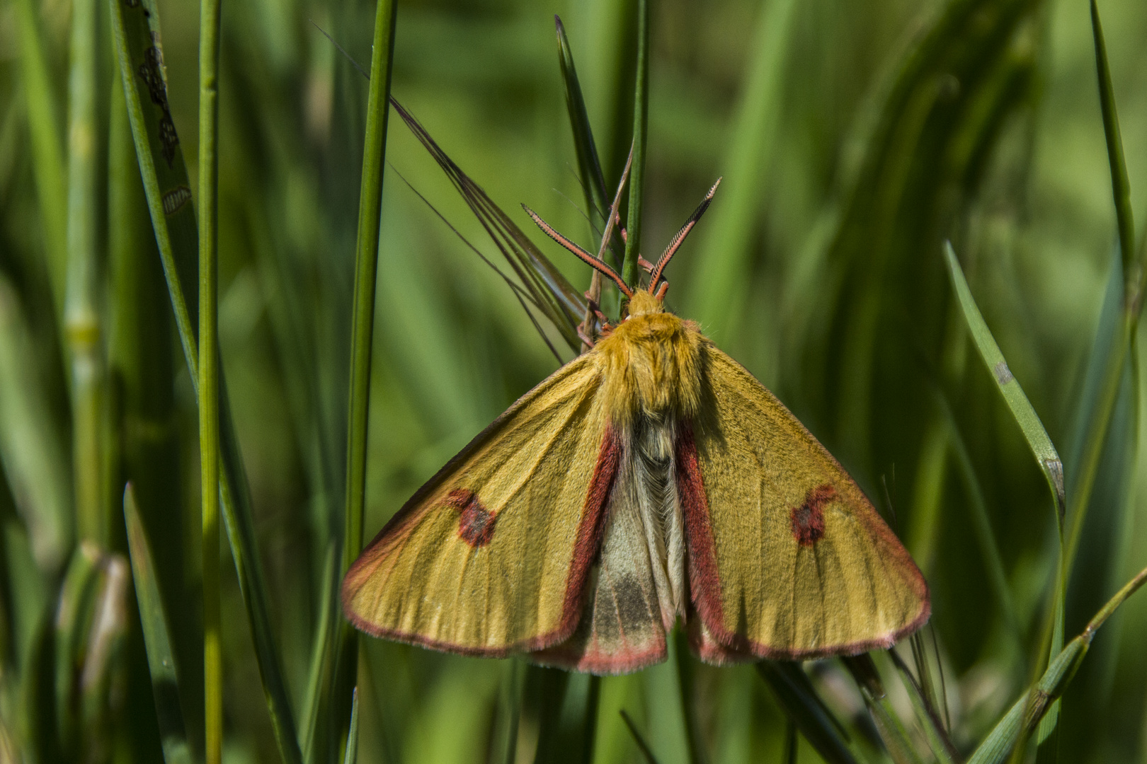 Diacrisia sannio _ Rotrandbär (Männchen)