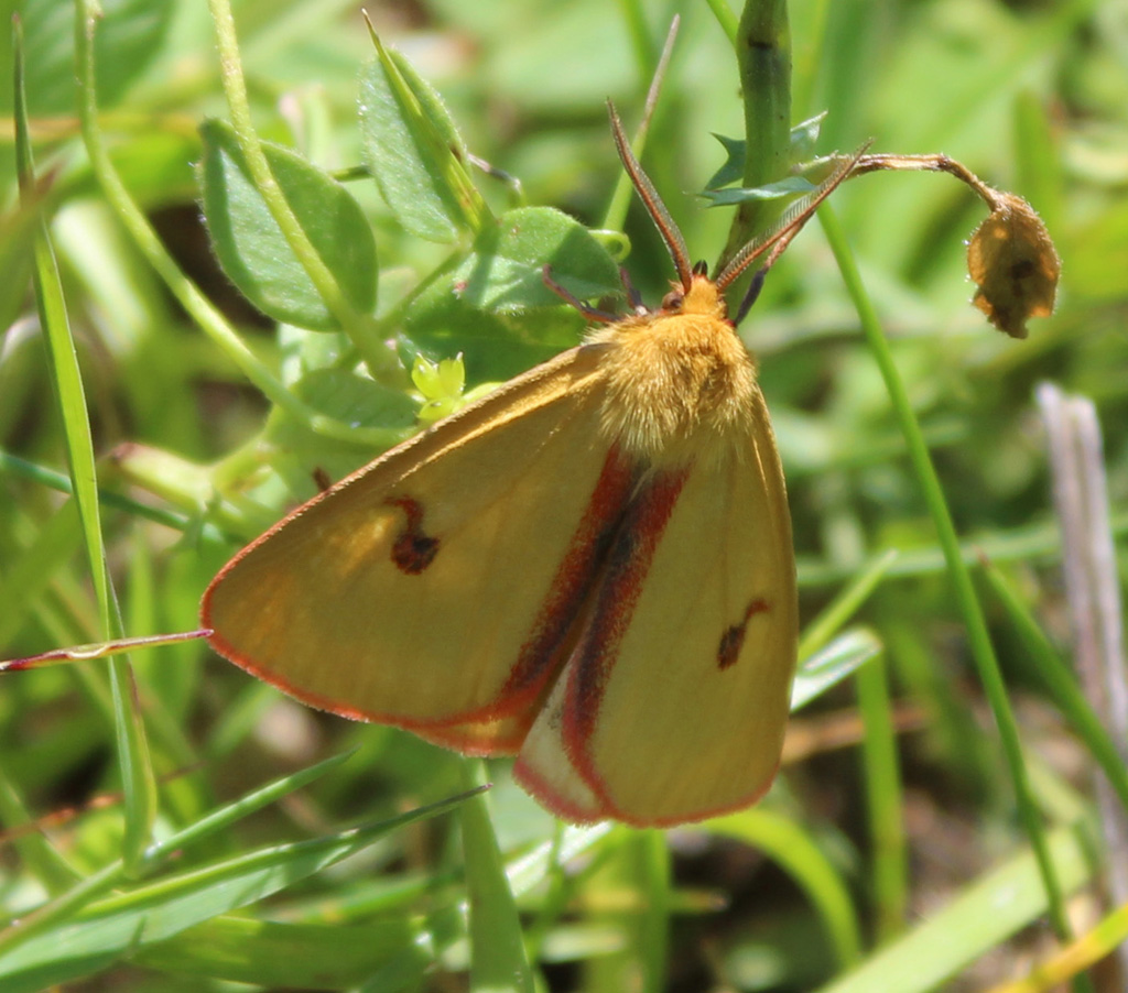  Diacrisia sannio- Rotrandbär Männchen                