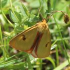  Diacrisia sannio- Rotrandbär Männchen                