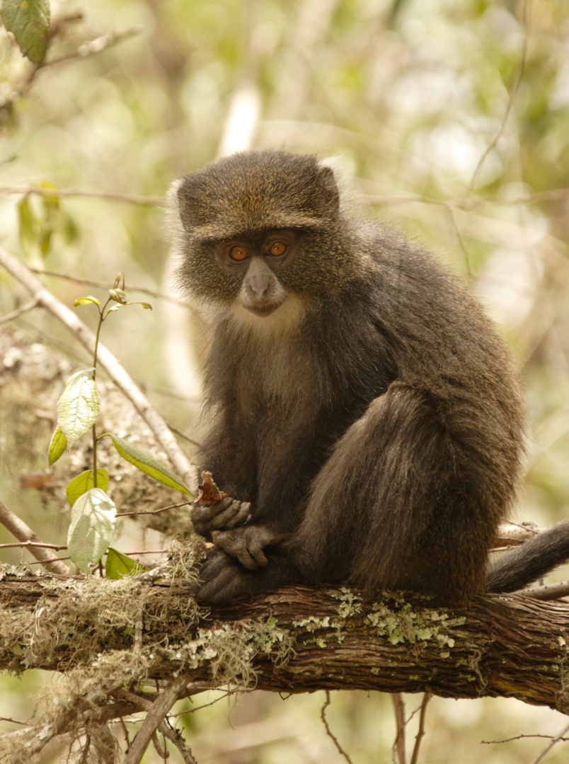 Diadem-Meerkatze (Blue monkey)