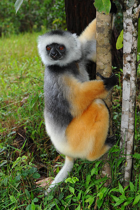 Diadem-Sifaka