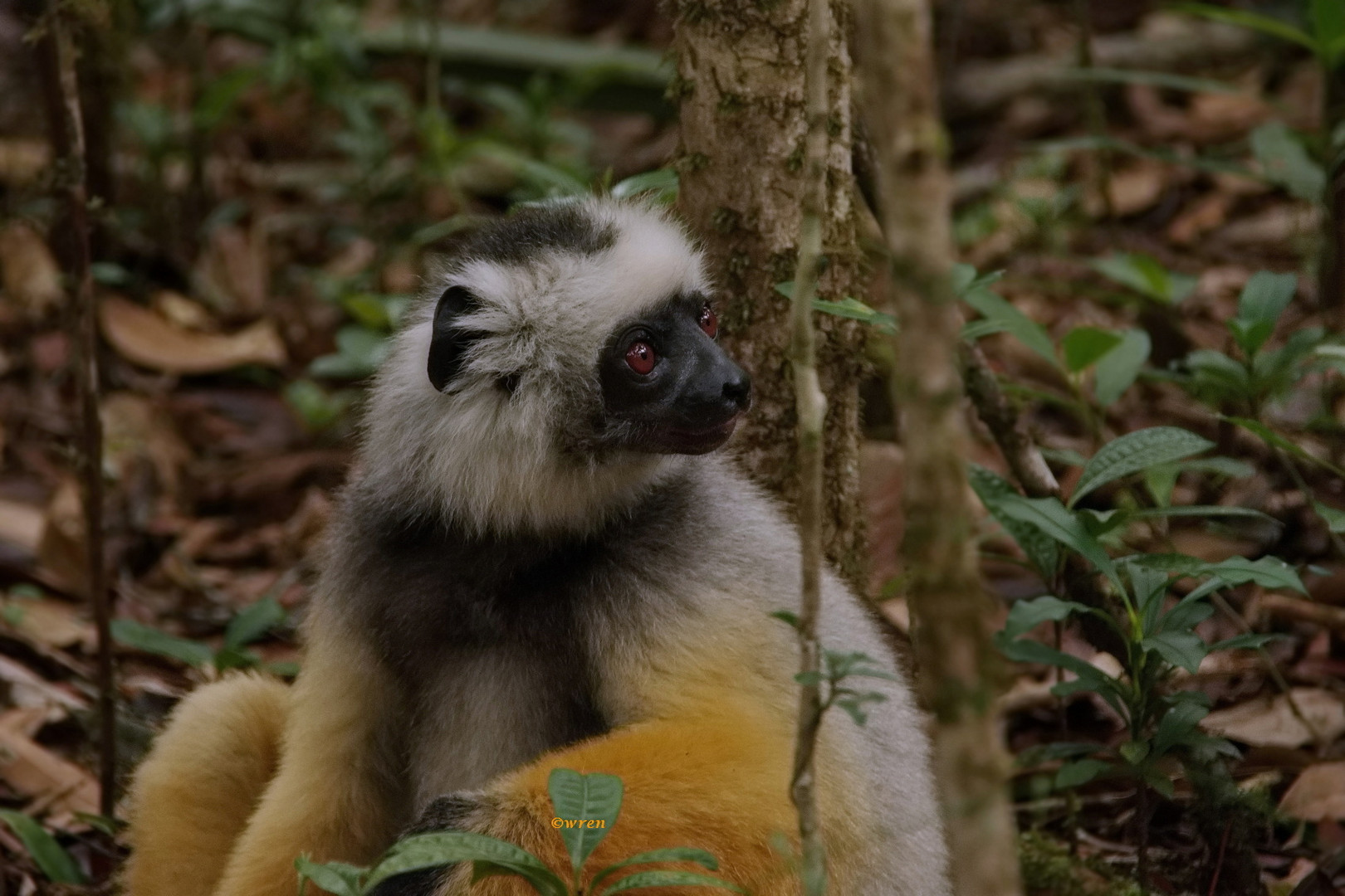 Diadem Sifaka