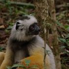 Diadem Sifaka