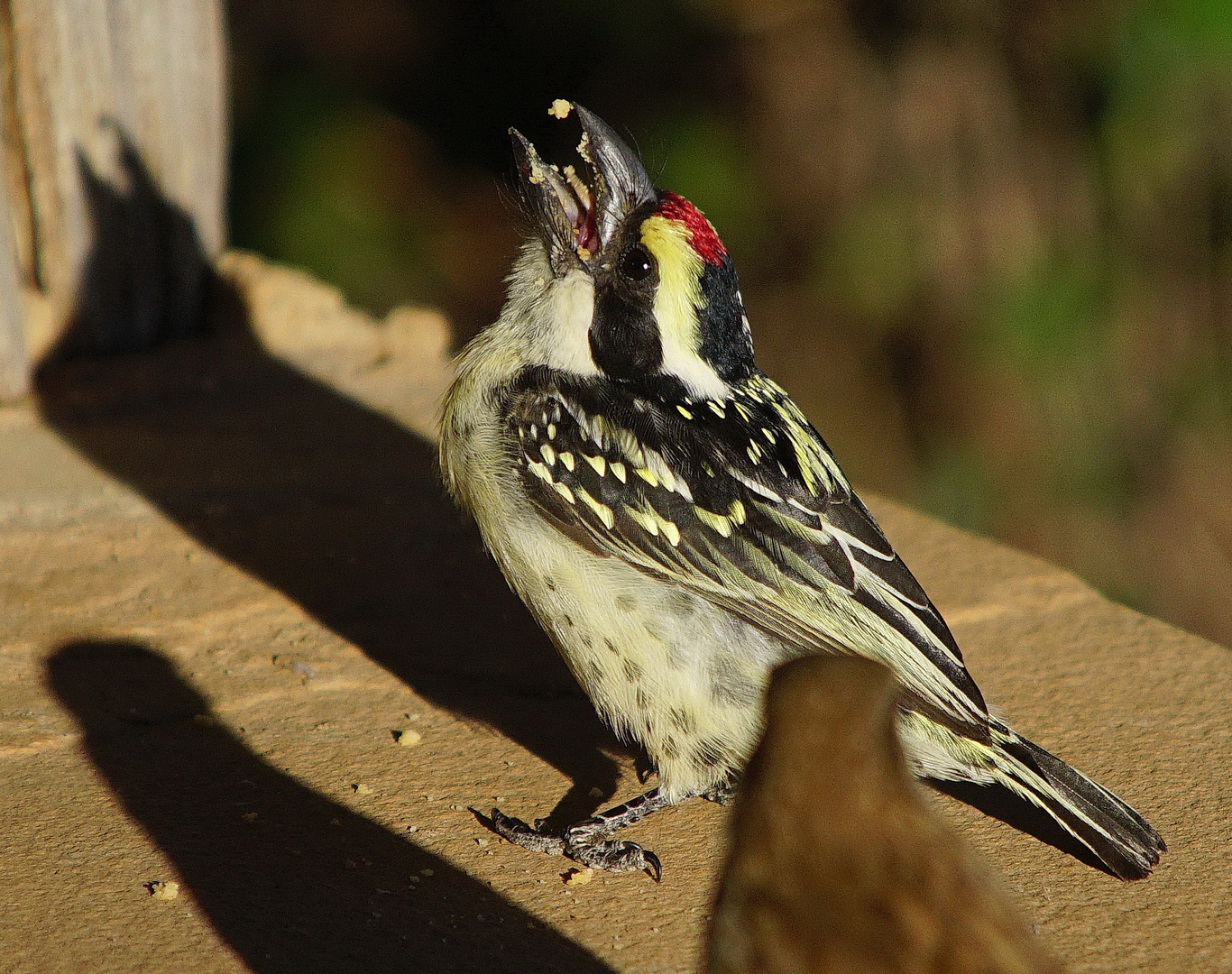 Diadembartvogel