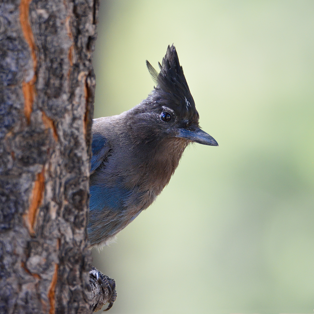 Diademhäher Foto & Bild | tiere, wildlife, wild lebende vögel Bilder