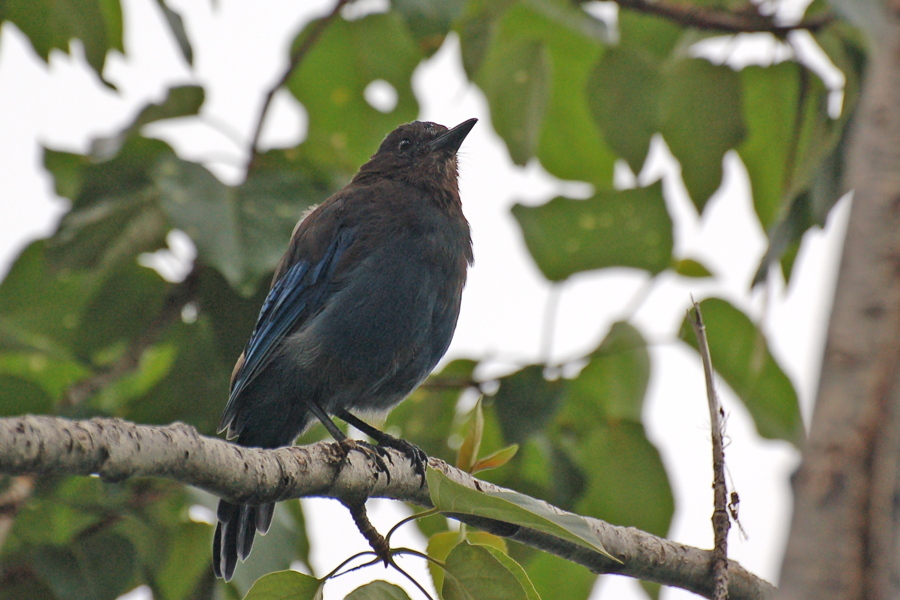 Diademhäher - Steller's Jay (Cyanocitta stelleri)