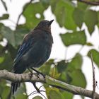 Diademhäher - Steller's Jay (Cyanocitta stelleri)