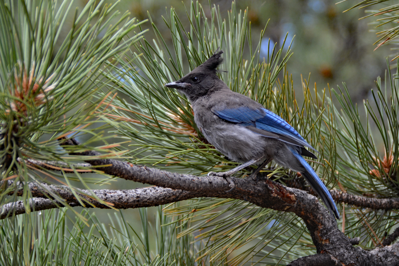 Diademhäher - Yellowstone NP Foto & Bild | north america, united states