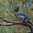 Diademhäher - Yellowstone NP