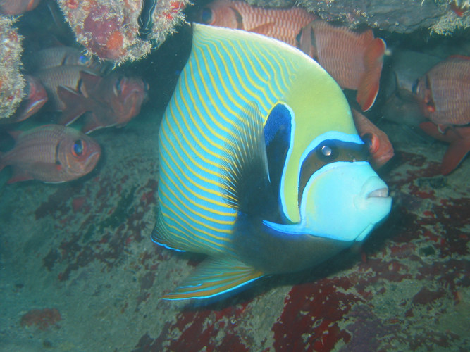 Diademkaiserfisch