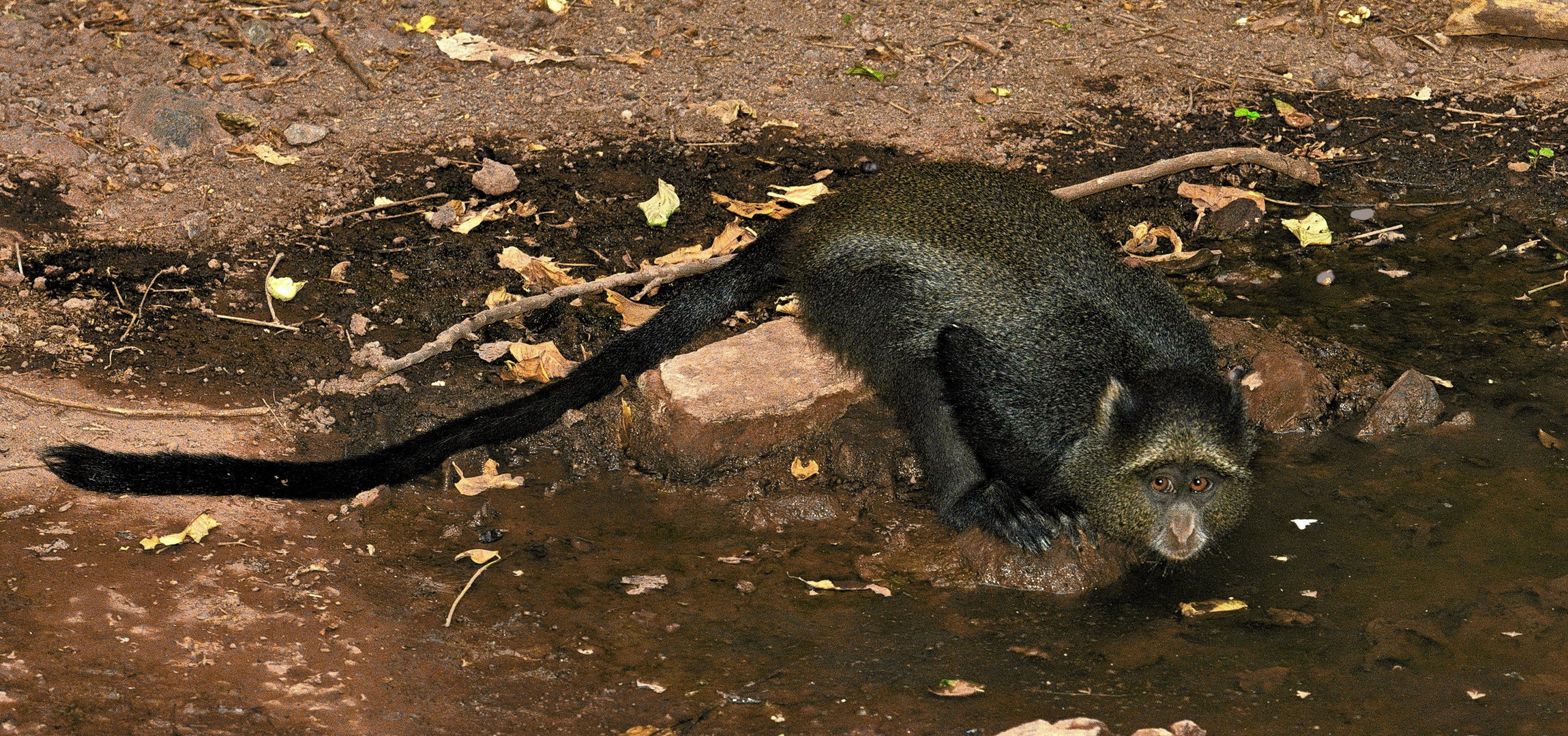 Diademmeerkatze