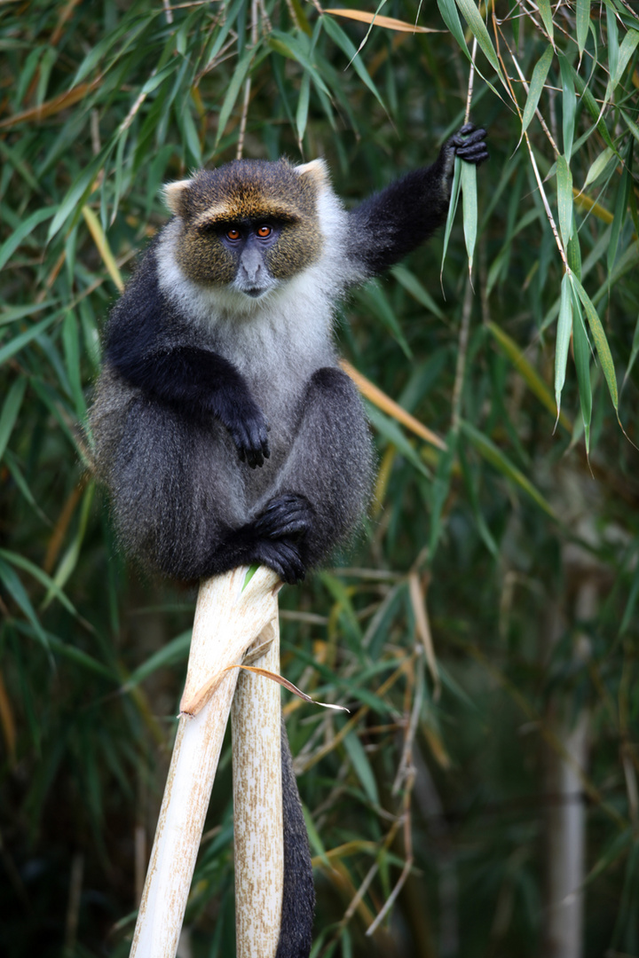 Diademmeerkatze auf dem Trohn