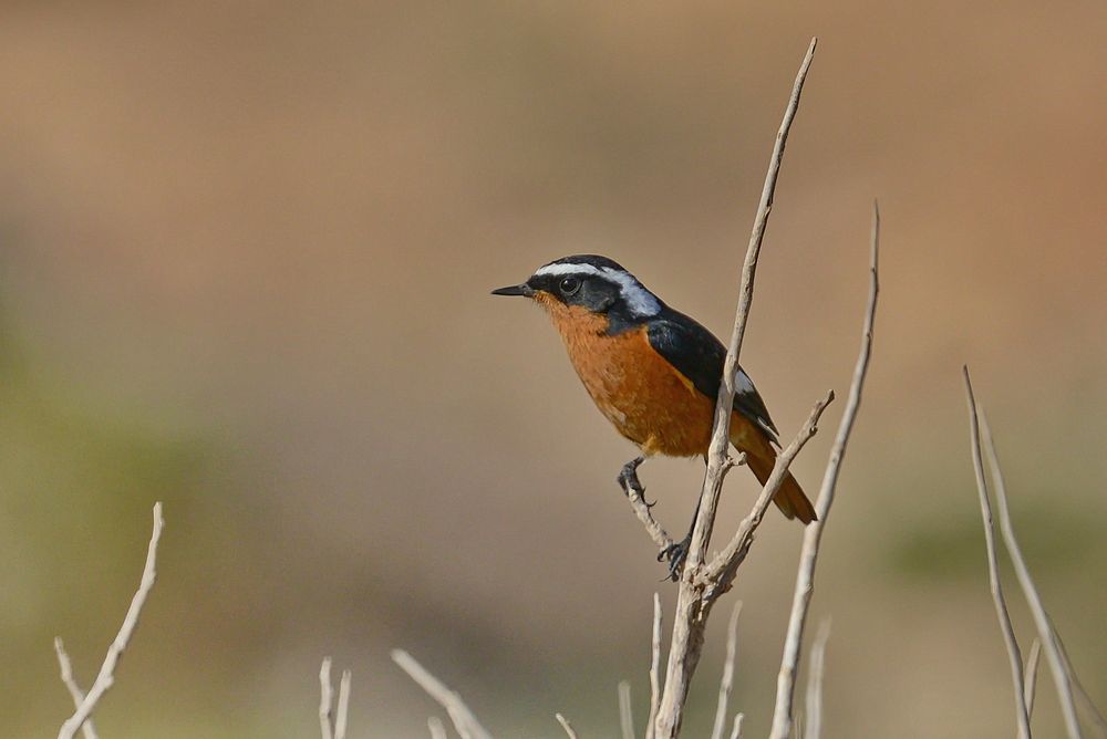 Diademrotschwanz Männchen