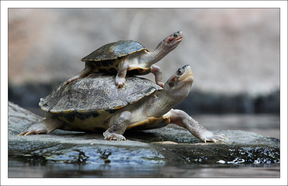 Diademschildkröten