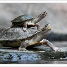 Diademschildkröten
