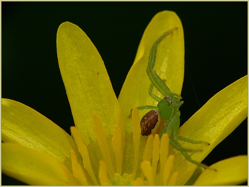 Diaea dorsata