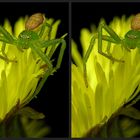 Diaea dorsata 3D